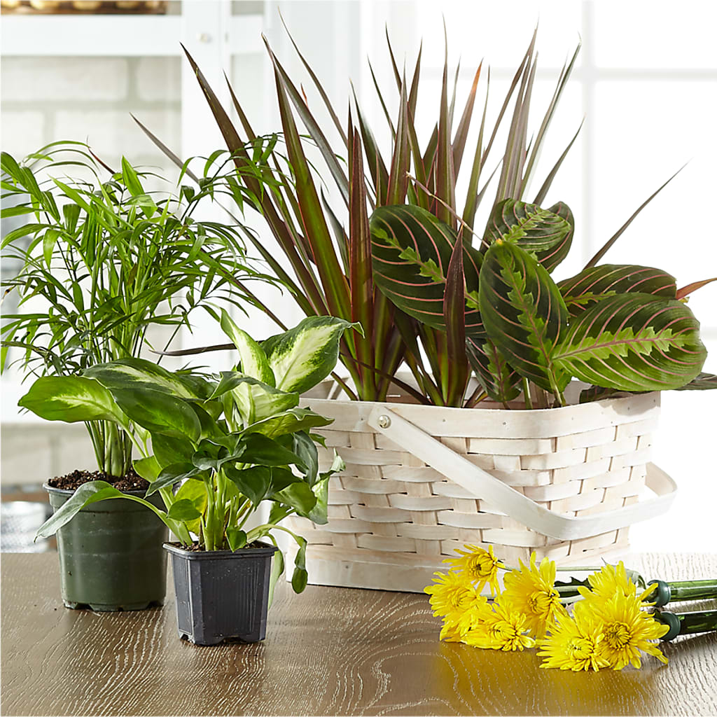 Florist Designed Blooming and Green Plants in a Basket – Flowers By Diane, Bridgewater MA