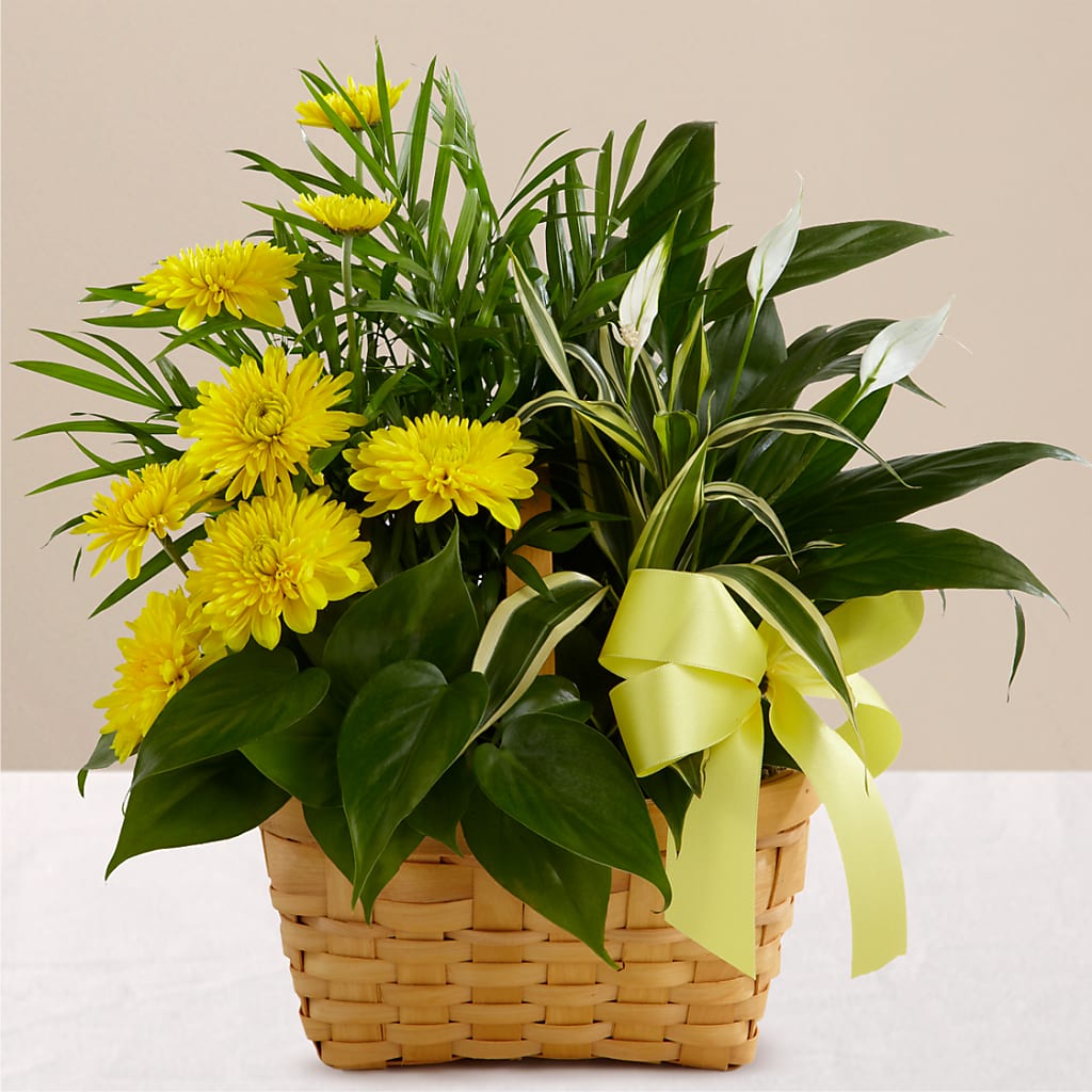 Loving Light Dishgarden – Flowers By Diane, Bridgewater MA