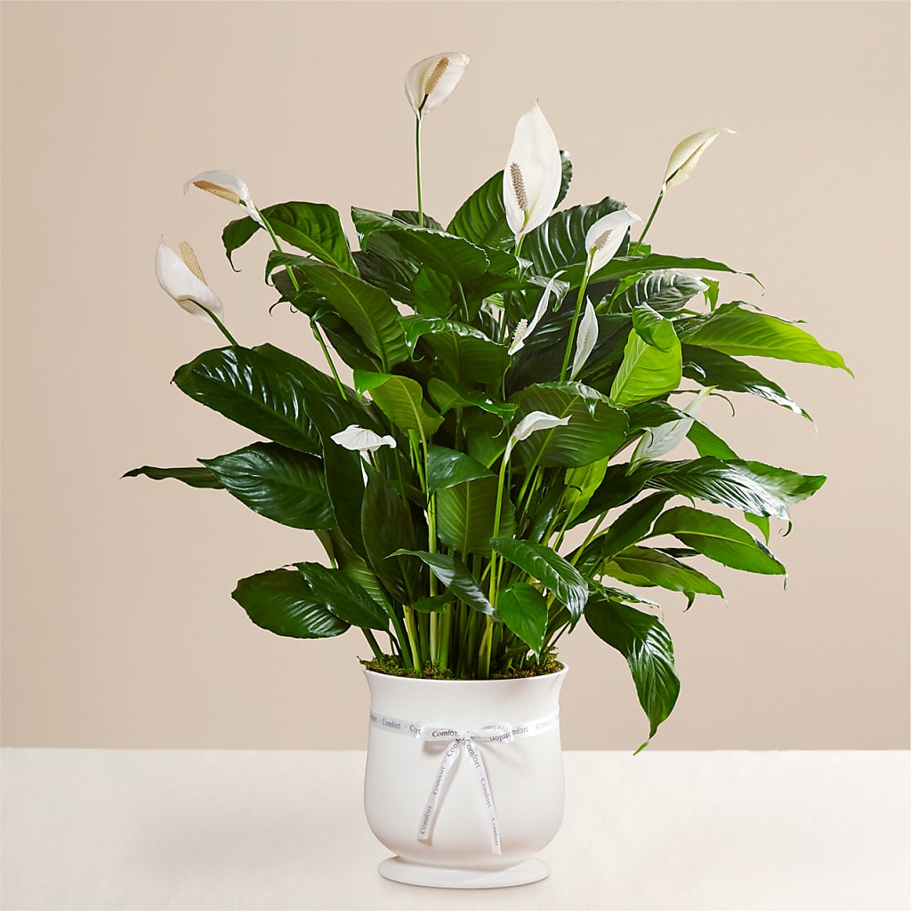 Comfort Planter – Flowers By Diane, Bridgewater MA