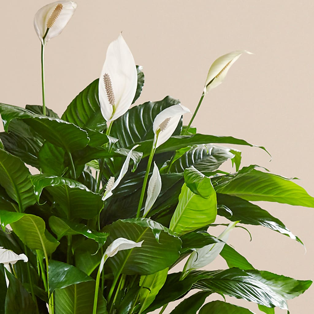 Comfort Planter – Flowers By Diane, Bridgewater MA