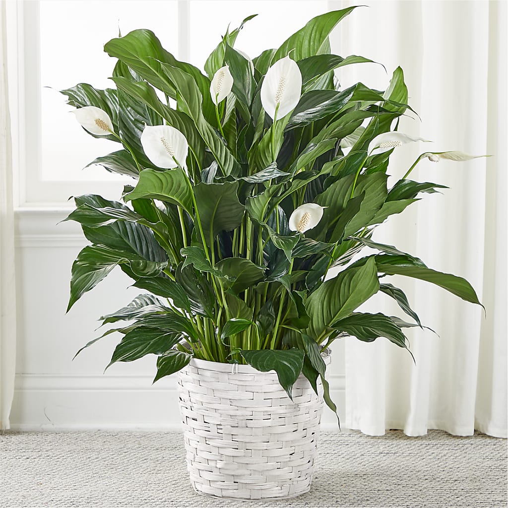 A New Leaf Peace Lily – Flowers By Diane, Bridgewater MA