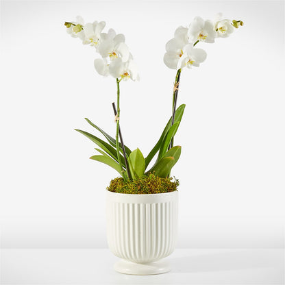 Whispering White Orchid –  Flowers By Diane, Bridgewater MA