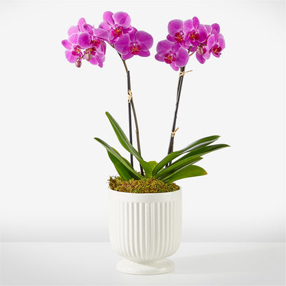 Friendly Fuchsia Orchid –  Flowers By Diane, Bridgewater MA