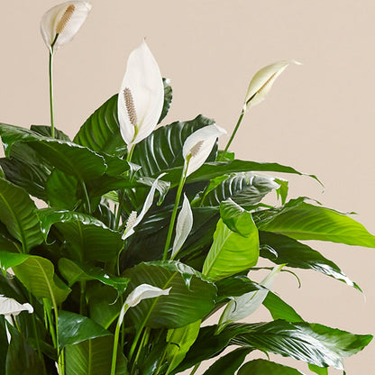 Comfort Planter –  Flowers By Diane, Bridgewater MA