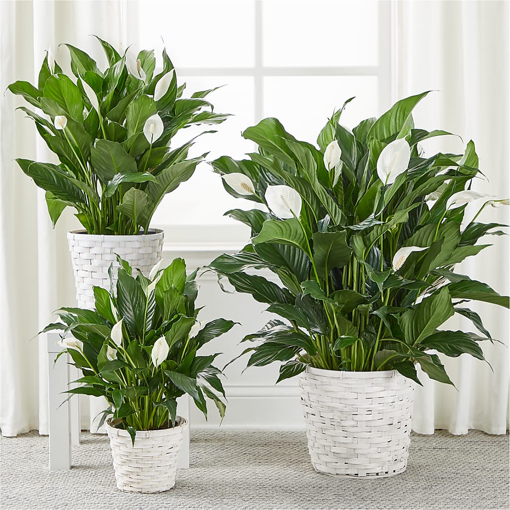 A New Leaf Peace Lily –  Flowers By Diane, Bridgewater MA
